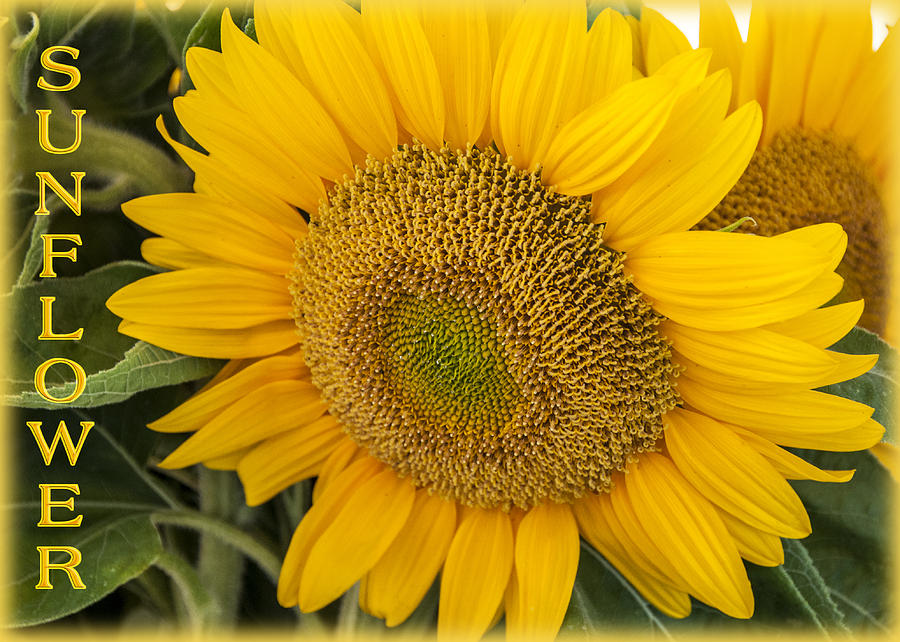 Sunflower Photograph by Cathy Kovarik