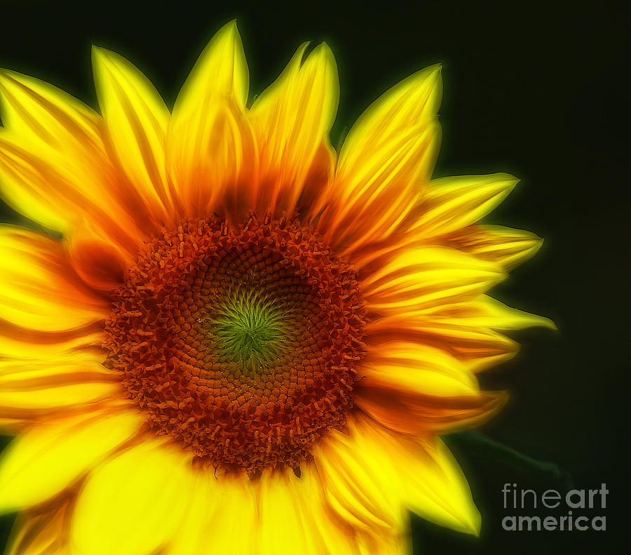 Sunflower #1 Photograph by Clare VanderVeen