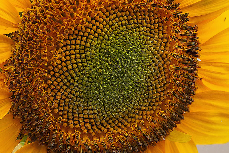 Sunflower Closeup #1 Photograph by Alan Hutchins