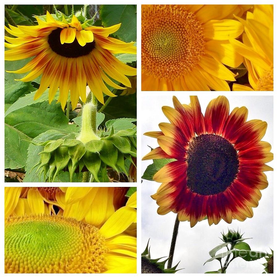 Sunflower Collage   #1 Photograph by Susan Garren