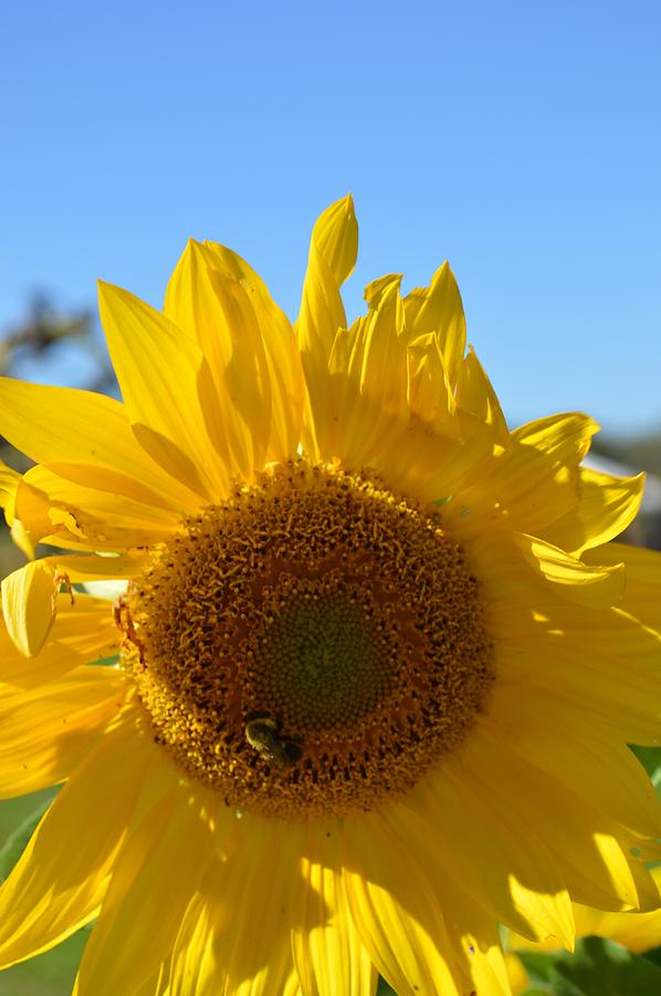 Sunflower #1 Photograph by Curtis Krusie