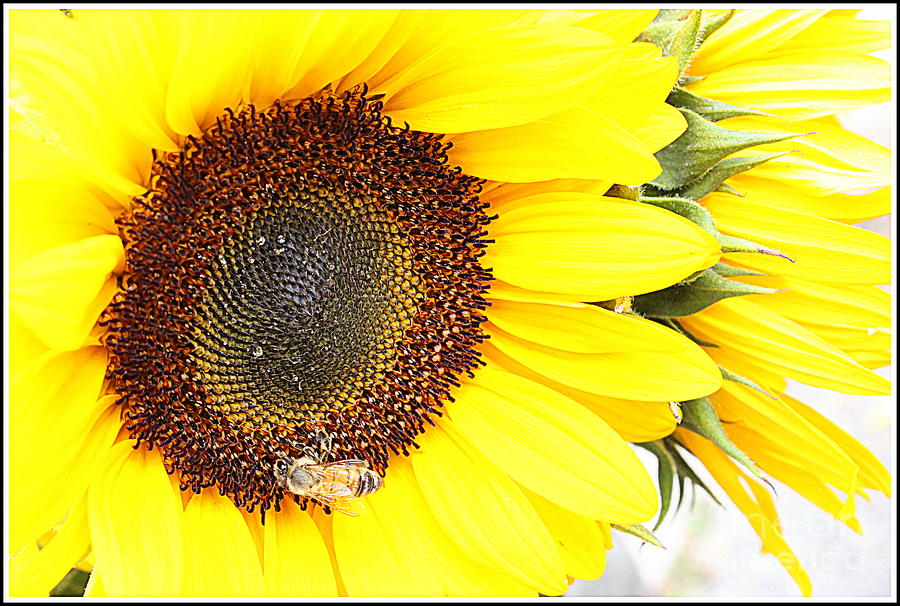 Sunflower Delight #1 Photograph by Dora Sofia Caputo