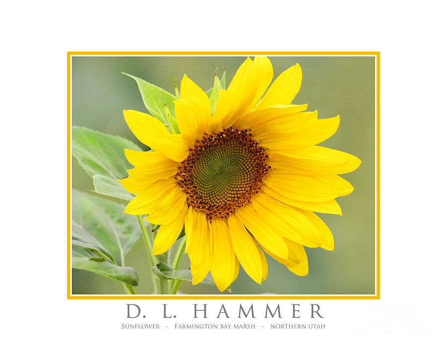 Sunflower #1 Photograph by Dennis Hammer