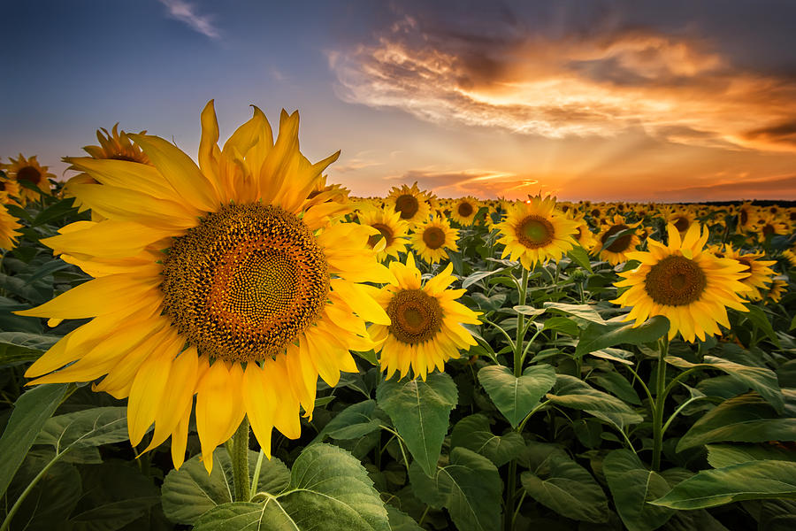 Sunflower 1 Photograph By Evgeni Ivanov Pixels 2603