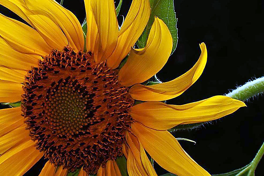 Sunflower #1 Photograph by Farol Tomson