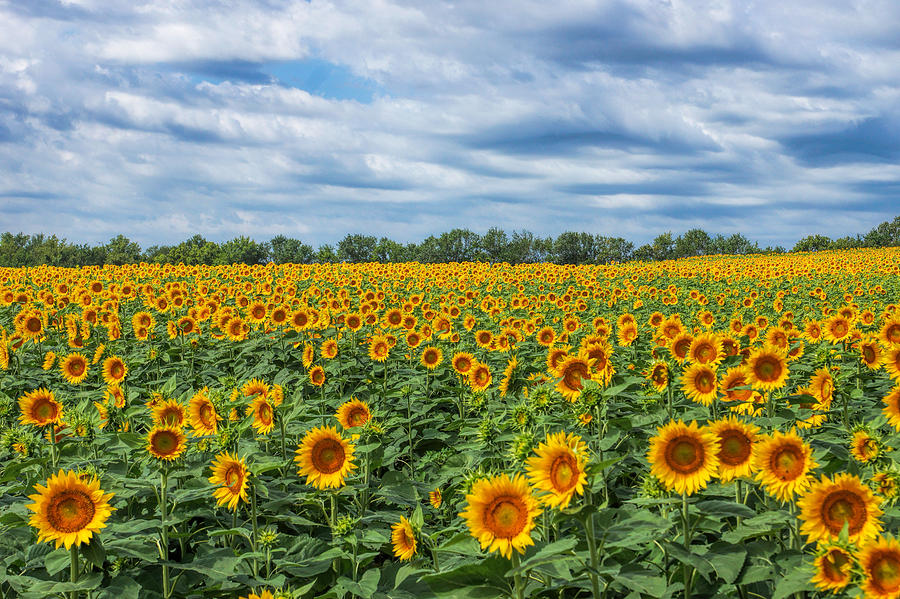Sunflower Field #1 Photograph by Alan Hutchins