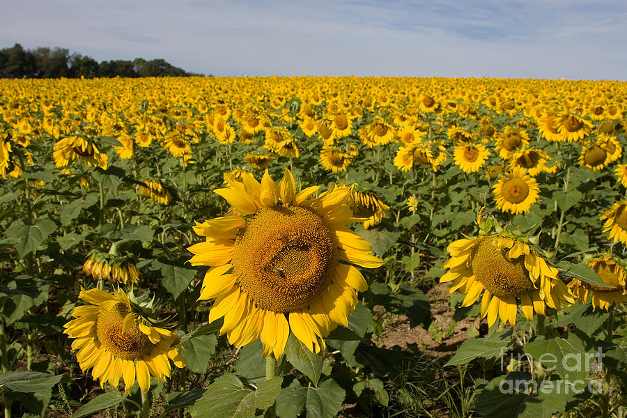 Sunflower Photograph - Sunflower Fields by Chris Scroggins