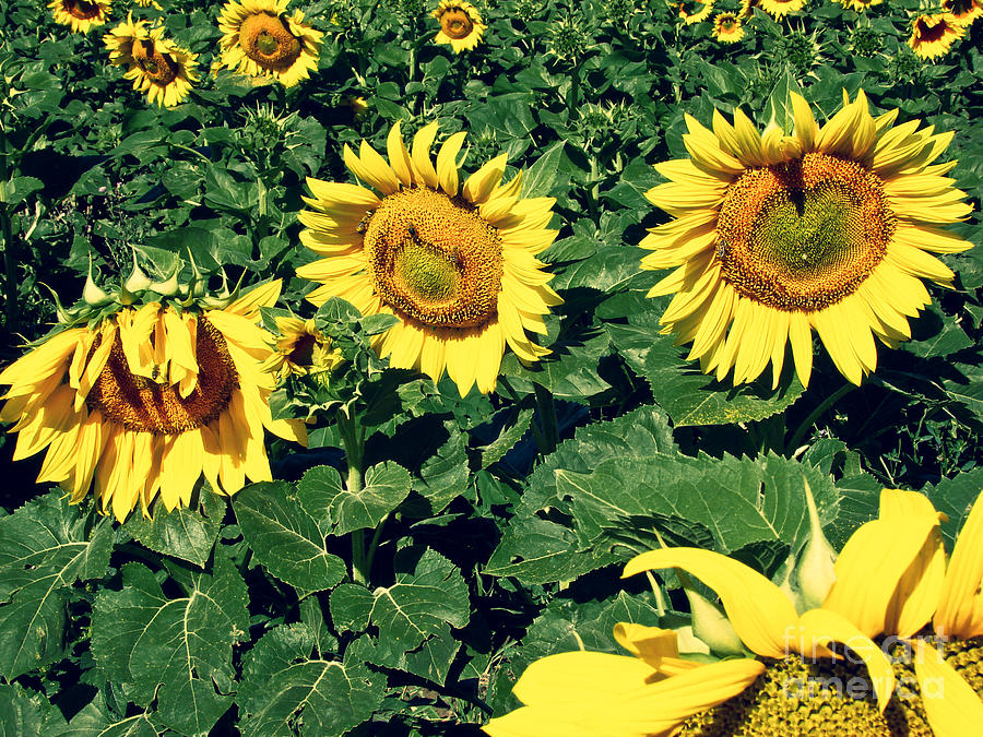 Spring Photograph - Sunflower Field #2 by Dan Radi