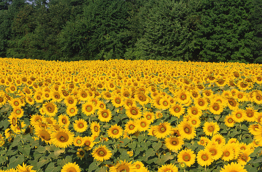 Sunflower Field #1 Photograph by Jeffrey Lepore