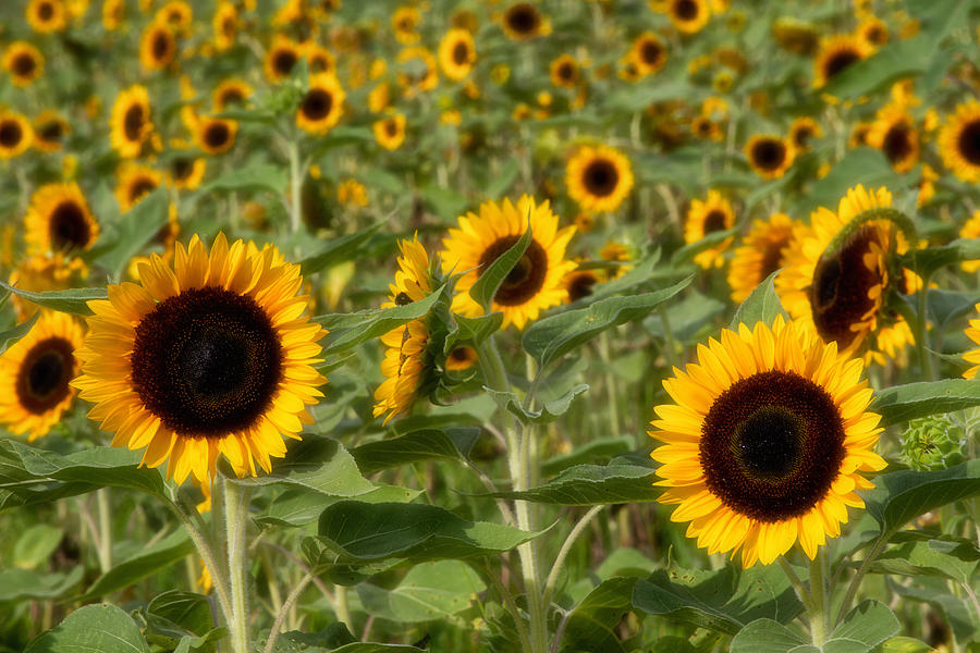 Sunflower field #2 Photograph by Marzena Grabczynska Lorenc