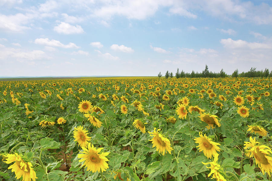 Sunflower Field #1 Photograph by Shan Shui