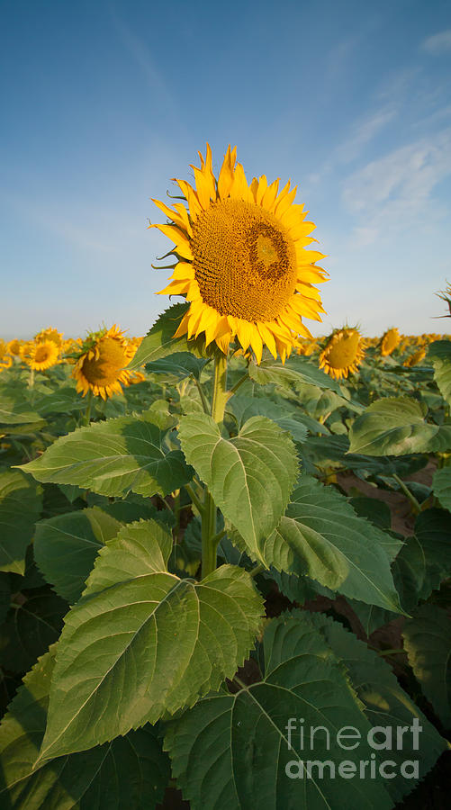 Sunflower Fields in Summer #1 Photograph by Bridget Calip