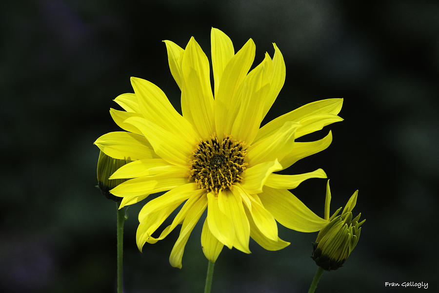 Sunflower #1 Photograph by Fran Gallogly