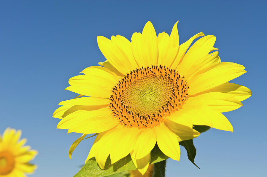 Sunflower #1 Photograph by Franz Aberham