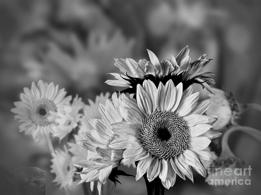 Sunflower Garden #2 Photograph by Shirley Mangini