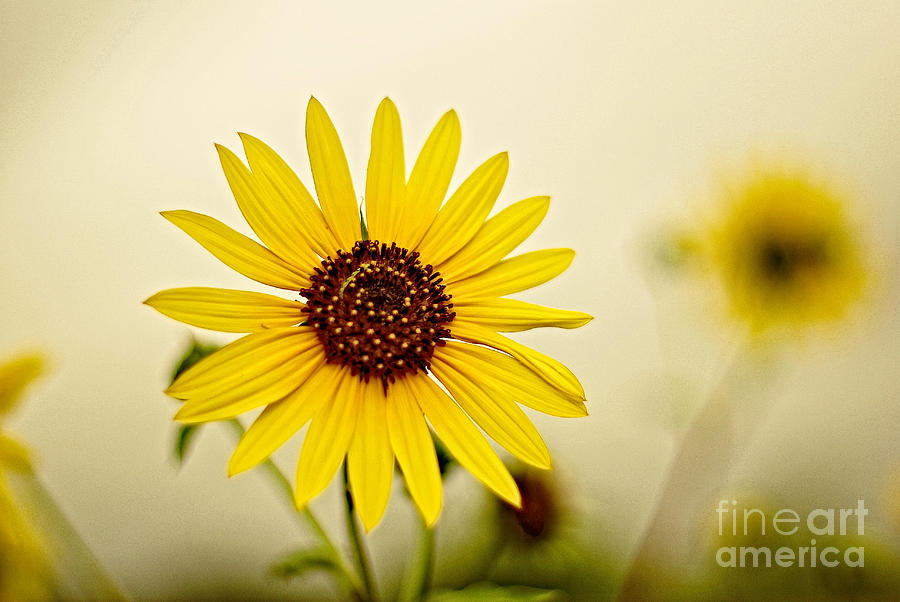 Sunflower Photograph - Sunflower #2 by Gary Richards
