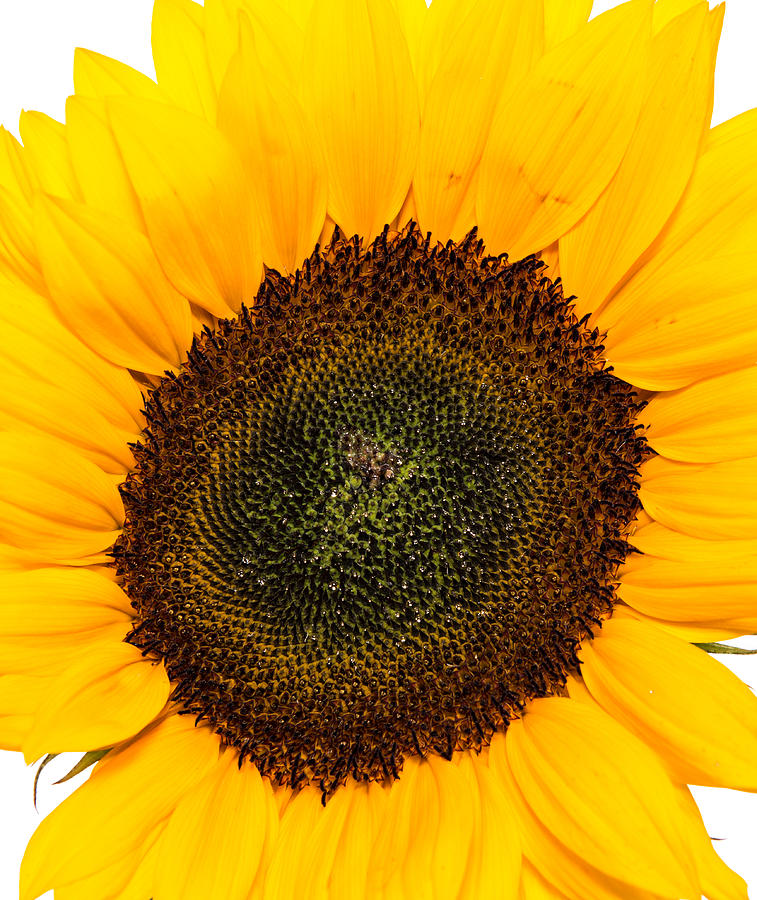 Sunflower Head Isolated On White Photograph