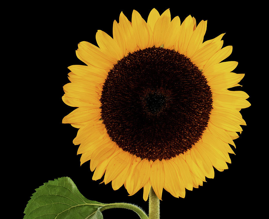 Sunflower (helianthus Annuus) #1 by Gilles Mermet