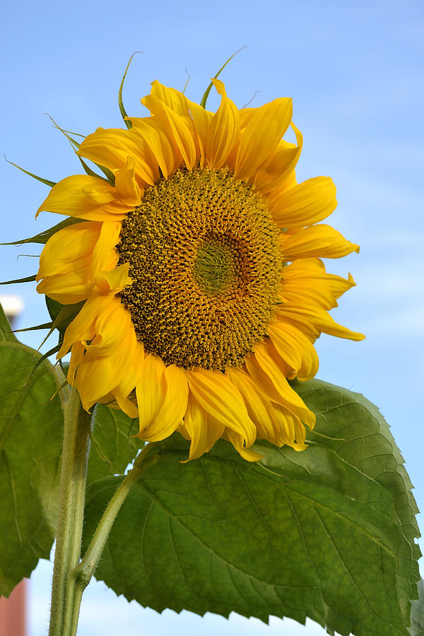 Sunflower Photograph by Ismo Kallunki - Fine Art America