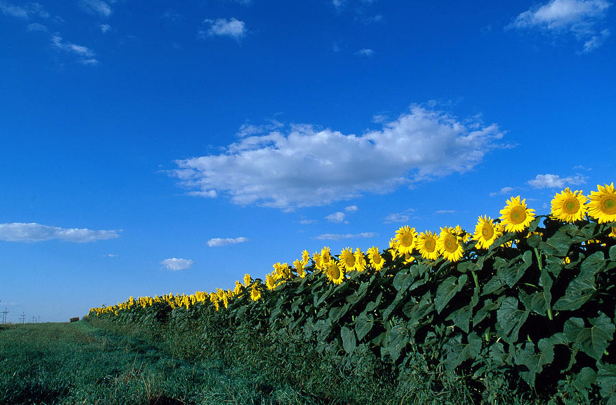 Sunflower #1 Photograph by Jeffrey Lepore