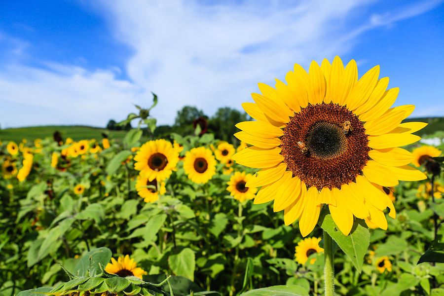 Flower Photograph - Sunflower  #1 by Jittipong Rakritikul
