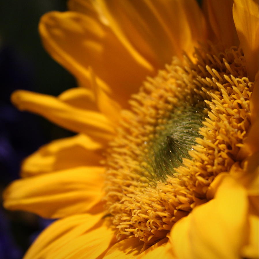 Sunflower II Photograph by Joseph Skompski
