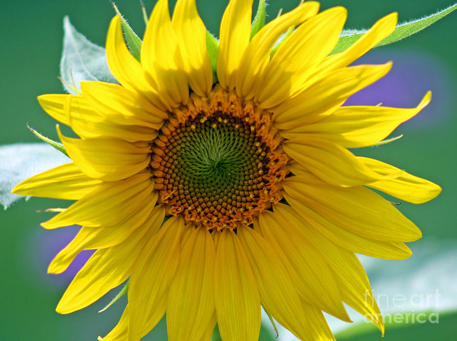 Sunflower #1 Photograph by Karen Adams