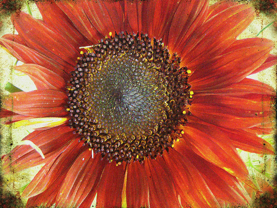 Sunflower Photograph by Kathy Bassett