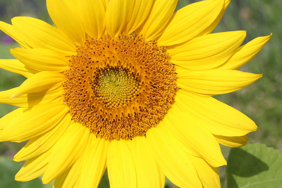 Sunflower #1 Photograph by Lucinda VanVleck
