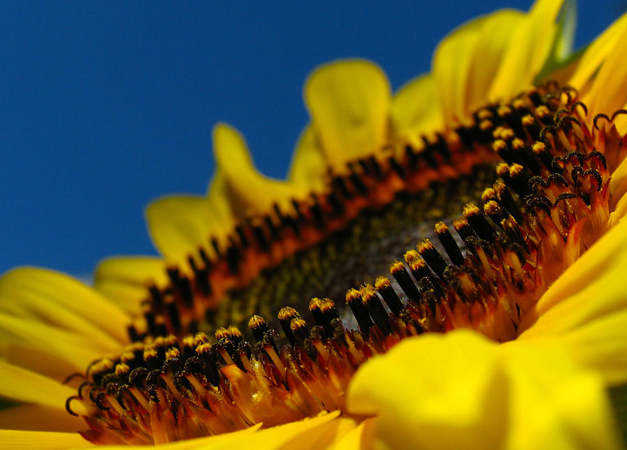 Up Movie Photograph - Sunflower Macro #1 by Juergen Roth