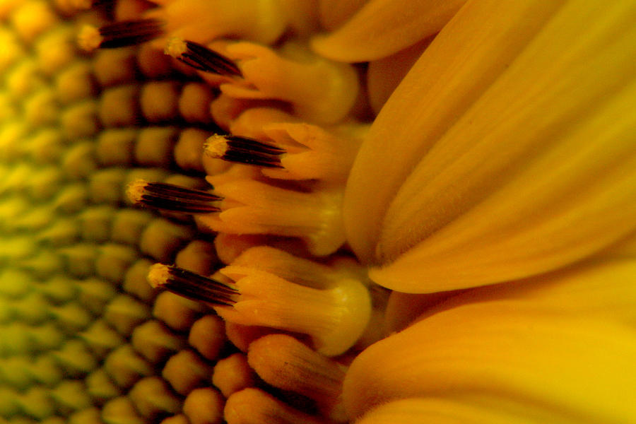 Sunflower Macro #1 Photograph by Scott Hovind