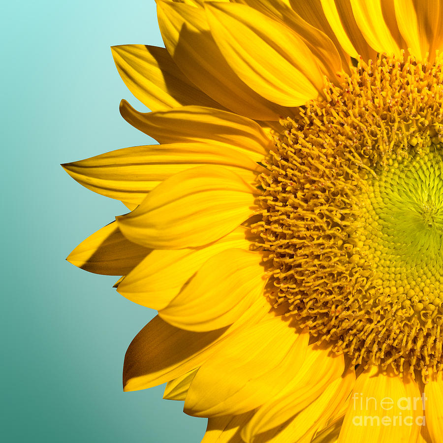 Flower Photograph - Sunflower Naturally 3 by Mark Ashkenazi