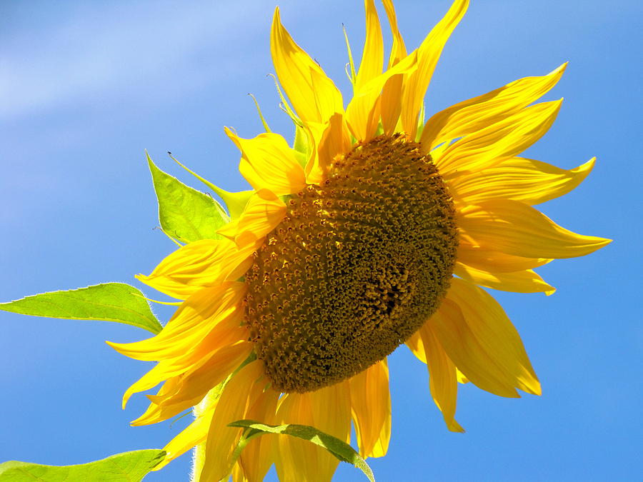 Sunflower Photograph by Martin S Gold - Fine Art America