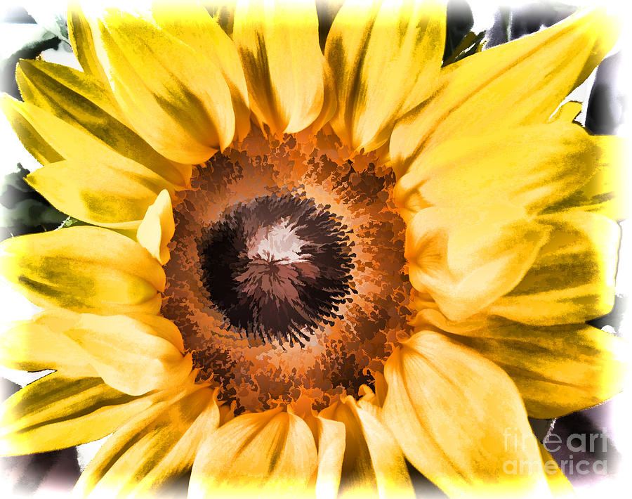 Sunflower Photograph by Mary Underwood