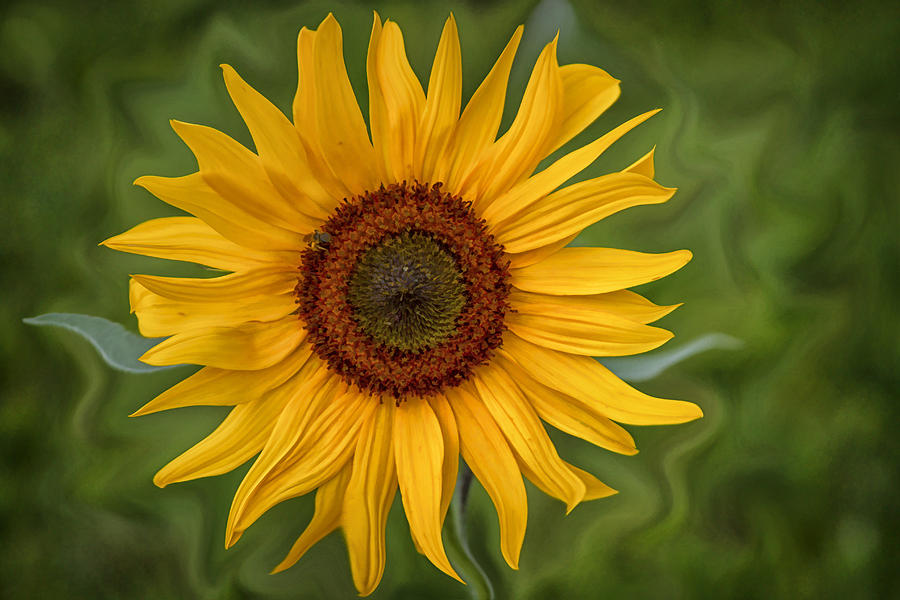 Sunflower #1 Photograph by Marzena Grabczynska Lorenc