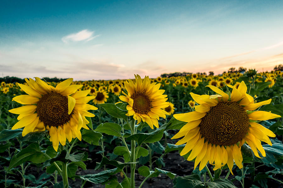 Sister Sunflowers Photograph by Melinda Ledsome