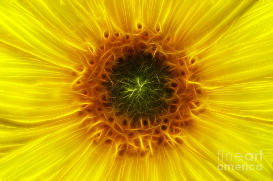 Sunflower Digital Art