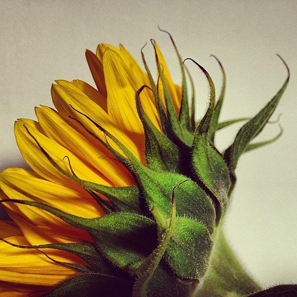 Sunflower Photograph - Sunflower #1 by Miss Wilkinson