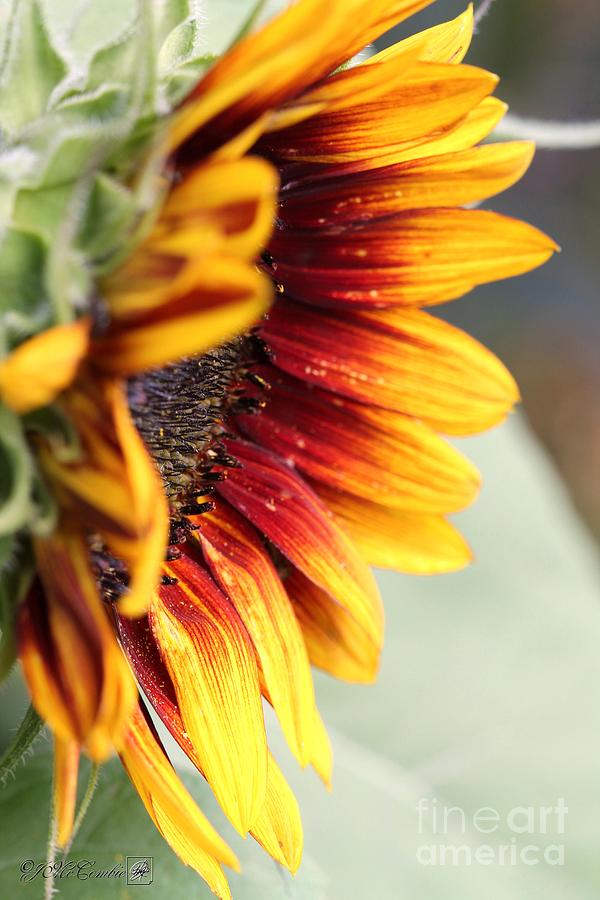 Sunflower named The Joker #1 Photograph by J McCombie