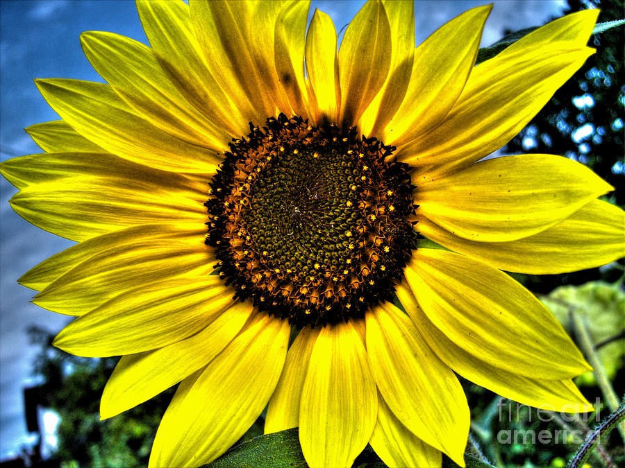 Sunflower #5 Photograph by Nina Ficur Feenan