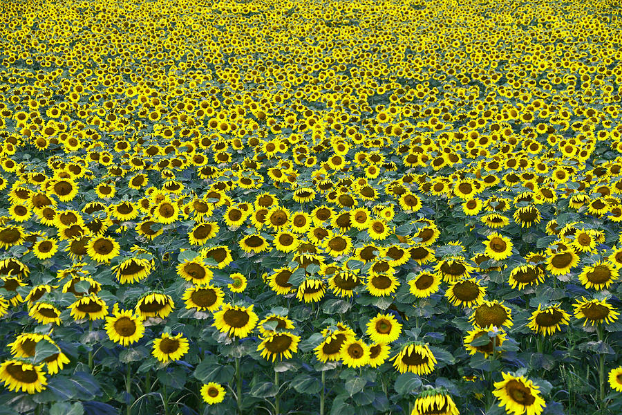 Sunflower Photograph - Sunflower Nirvana 13 by Allen Beatty
