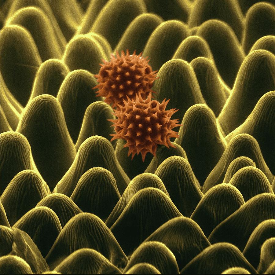 Sunflower Petal And Pollen #1 Photograph by Dennis Kunkel Microscopy/science Photo Library