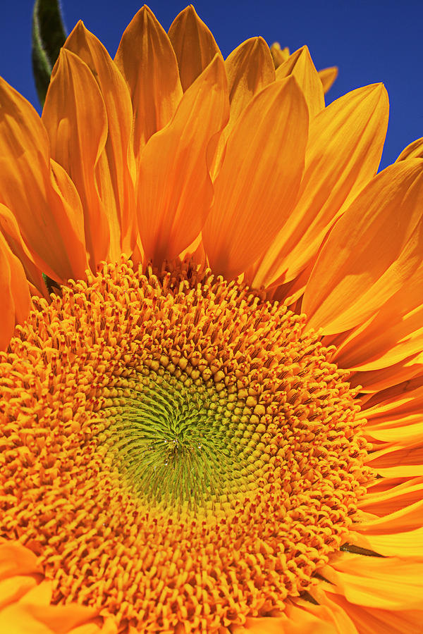Sunflower Petals #1 Photograph by Garry Gay