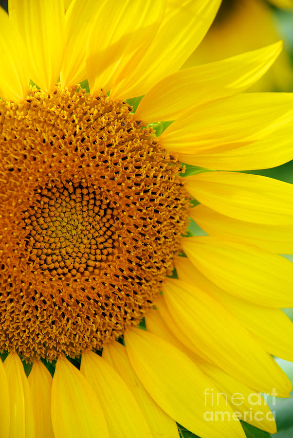 Sunflower Petals #1 Photograph by Mark Dodd