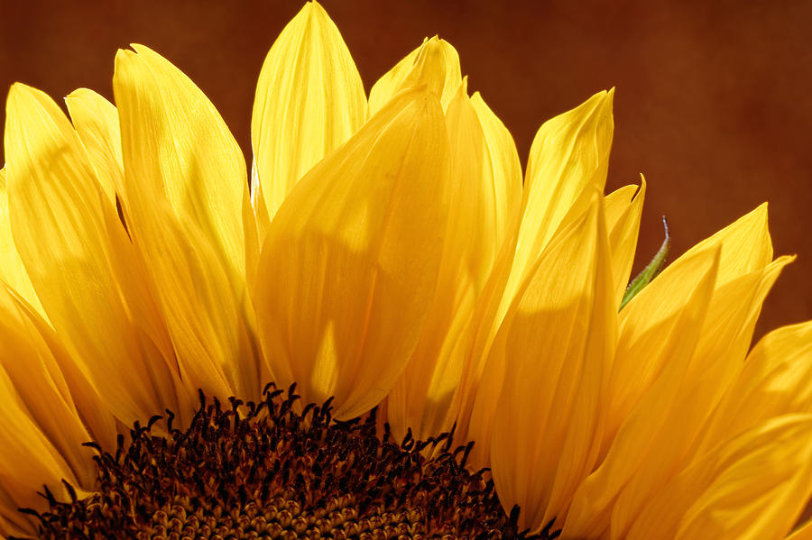 Sunflower #1 Photograph by Peter Lakomy