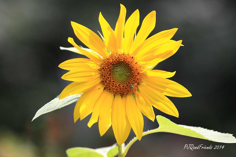 Sunflower #1 Photograph by PJQandFriends Photography