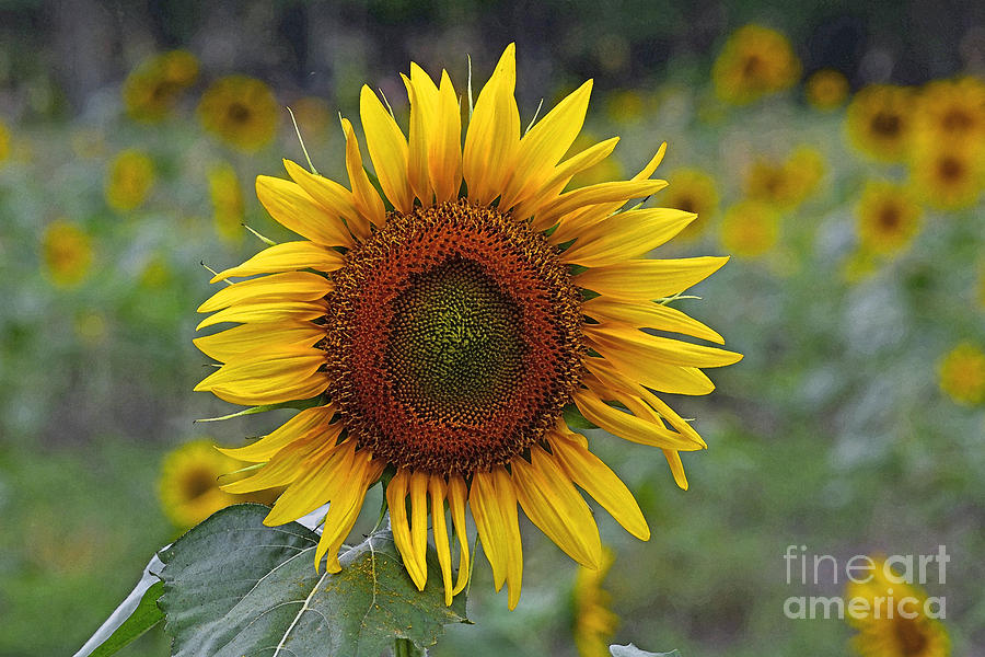 Sunflower Power Photograph by Linda Vodzak - Fine Art America