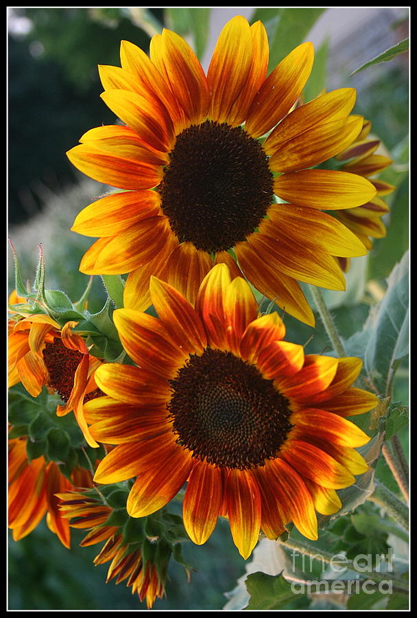 Sunflower Photograph by Robyn Pervin - Fine Art America