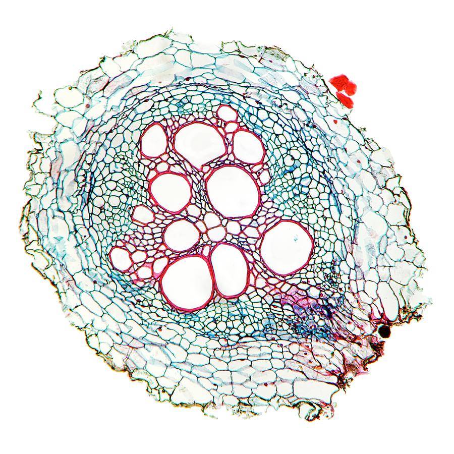 Sunflower Root Photograph by Dr Keith Wheeler