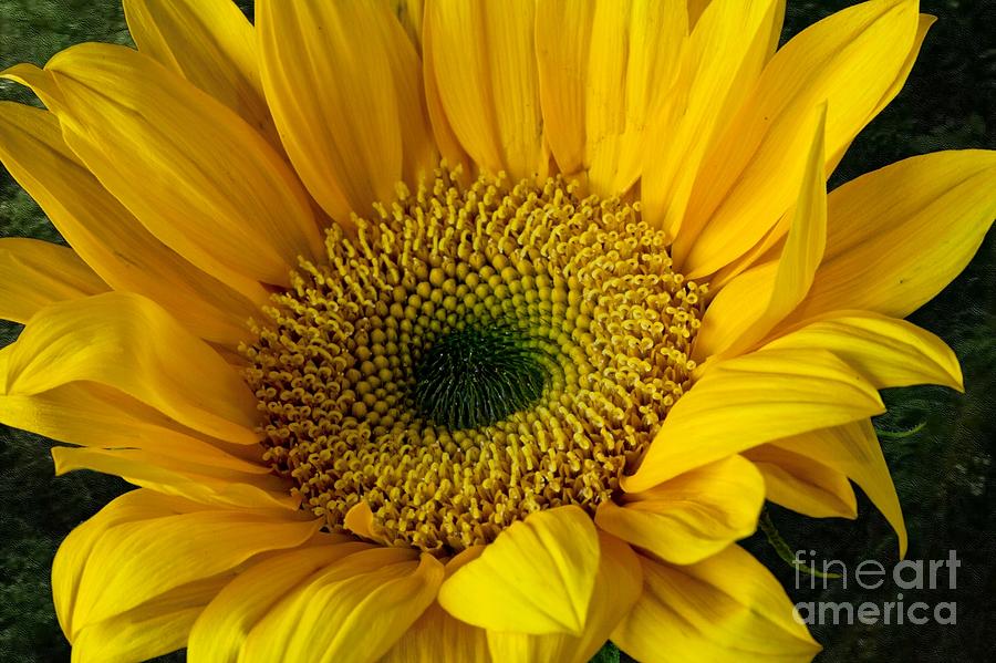 Sunflower #1 Photograph by Shirley Mangini